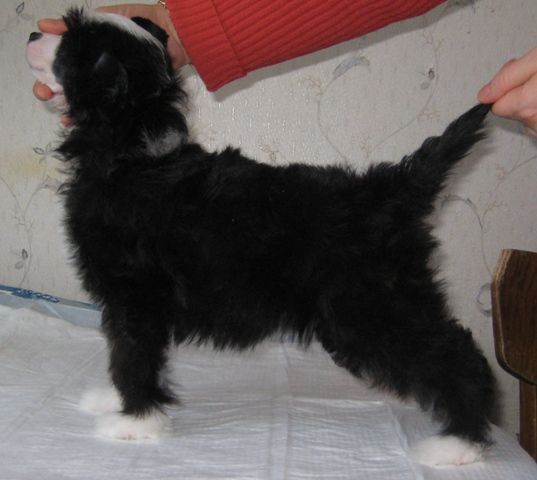 Crested Style Hindara