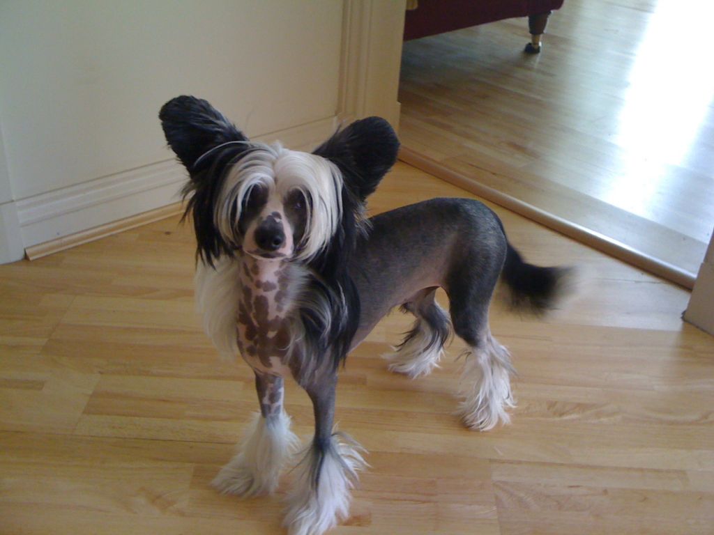 Leibwache Boris the Blade