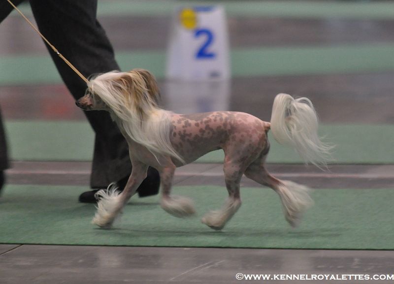 Zorrazo Playboy Bunny