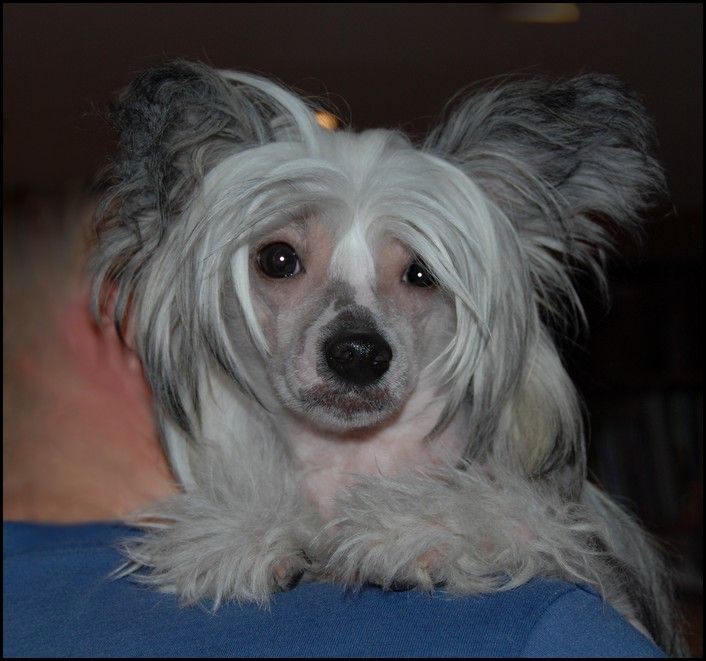 Fluffysteps A Strong Need For Speed