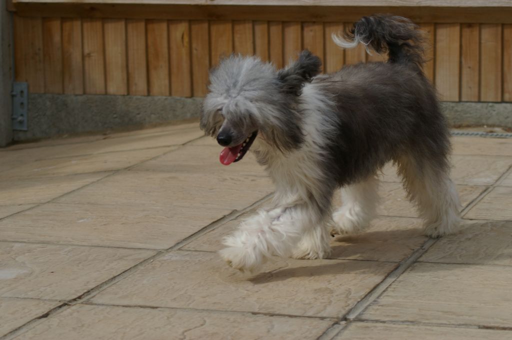 Leibwache Wyatt Earp