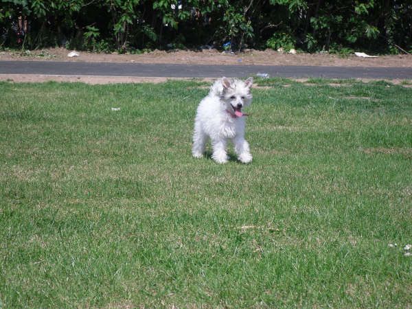 Leibwache Calamity Jane