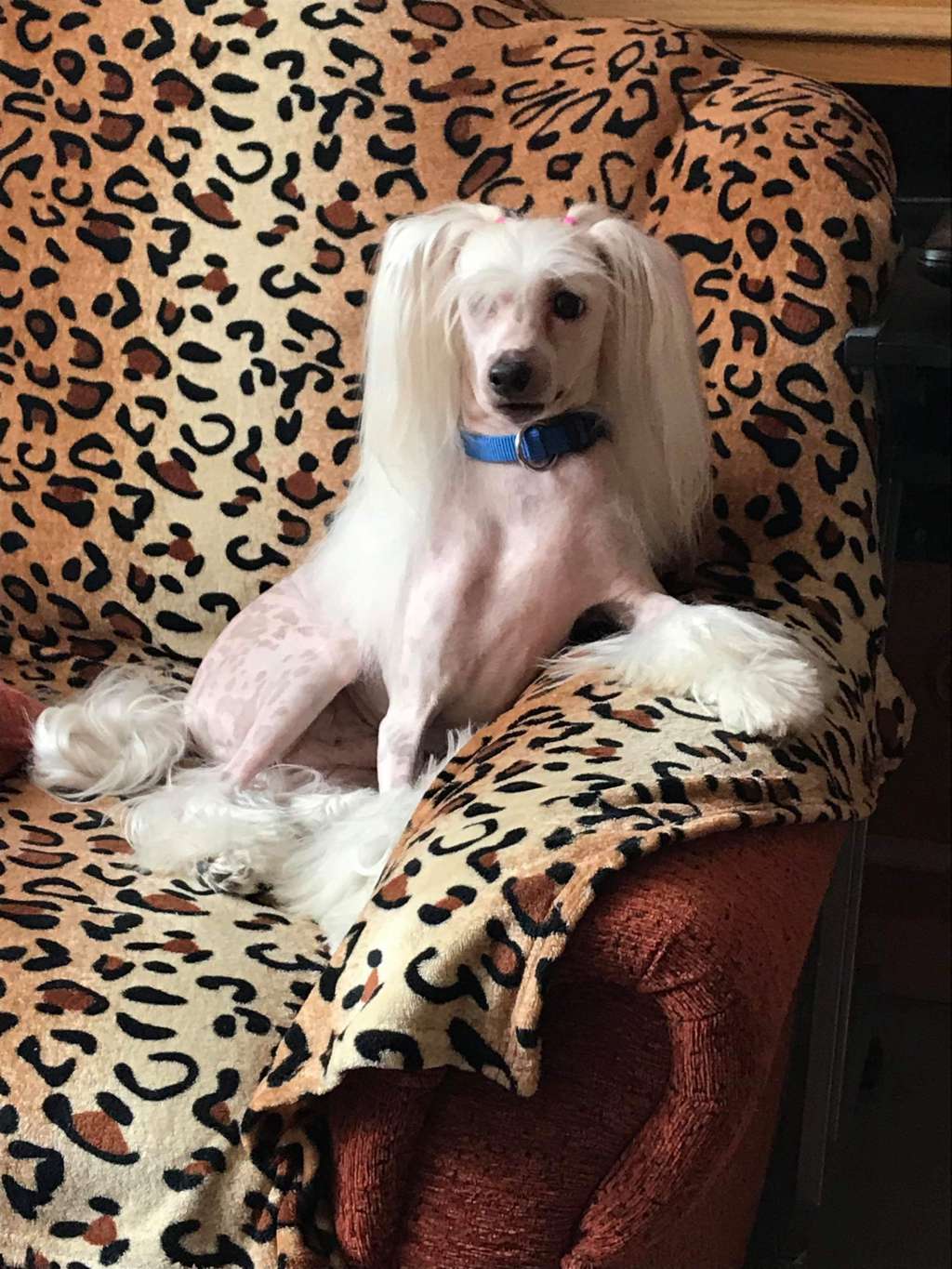 Angyalföldi Astor Gucci