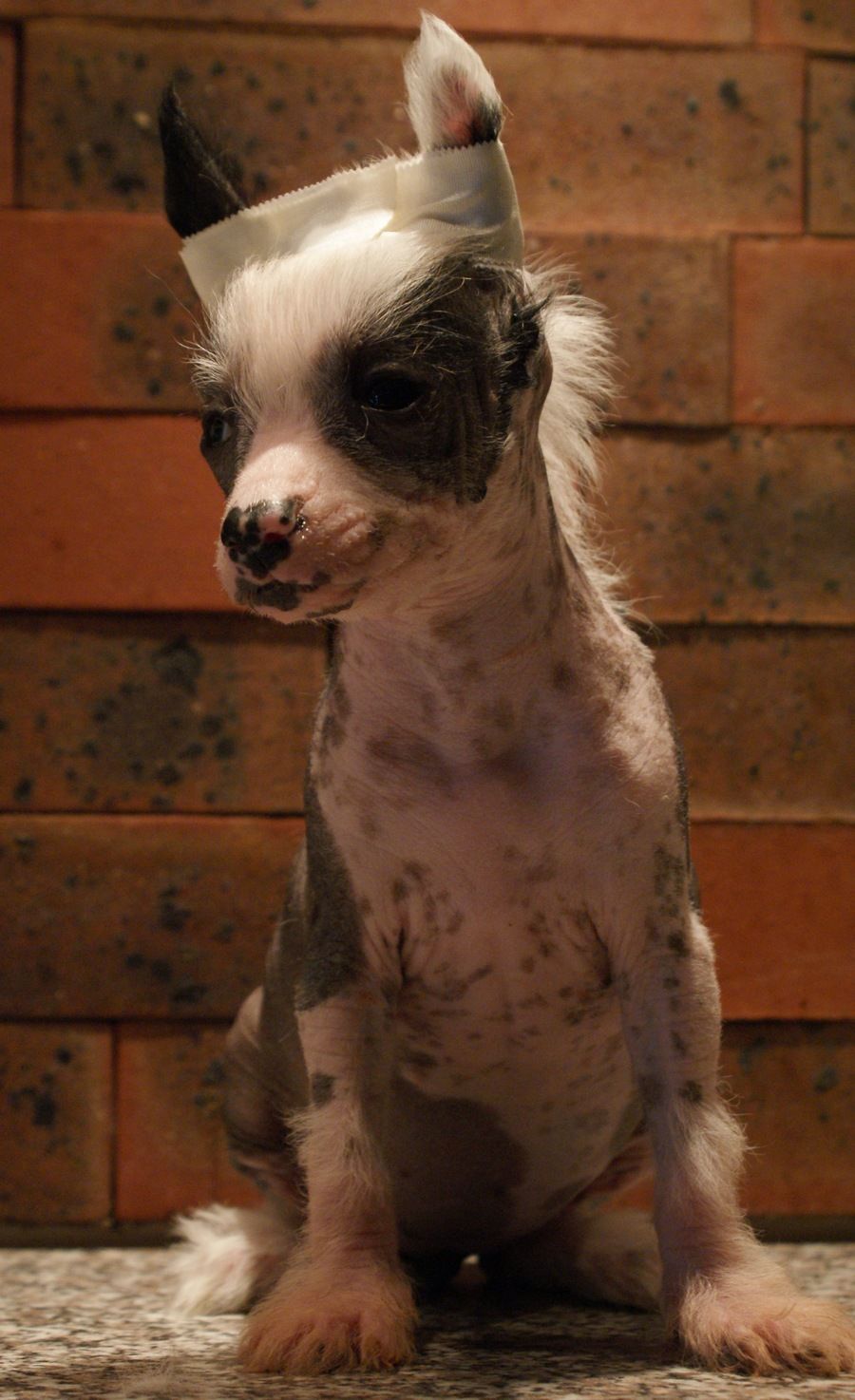 Dragon Du Coeur Des Tenebres