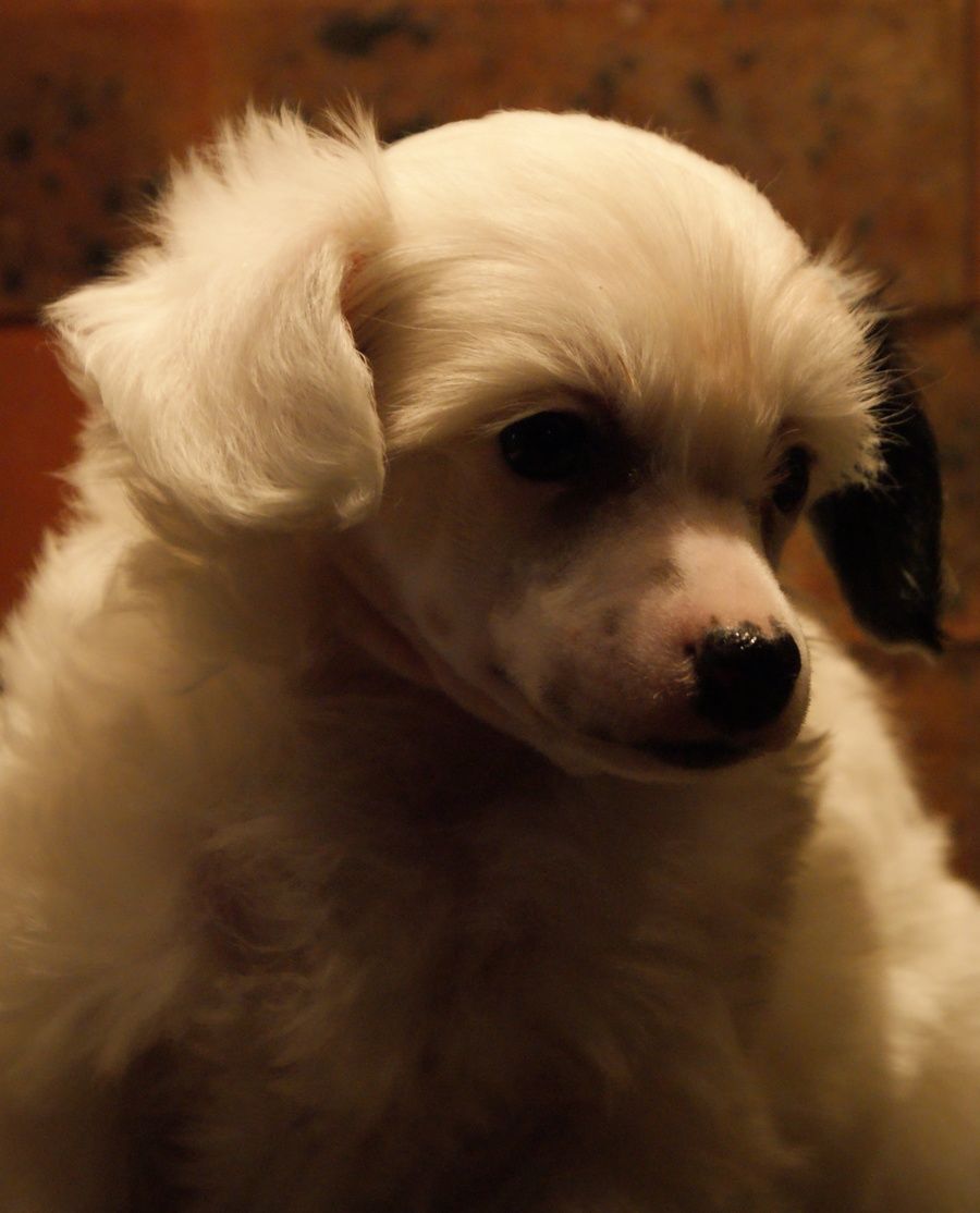 Diamanteka Du Coeur Des Tenebres