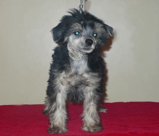 Obie's Running to the Finishline