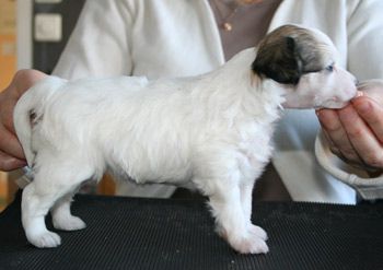 Kaa Won's Exotic Wager