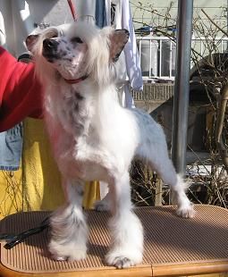 Rino Anne JP So Sweet Smile Sugar