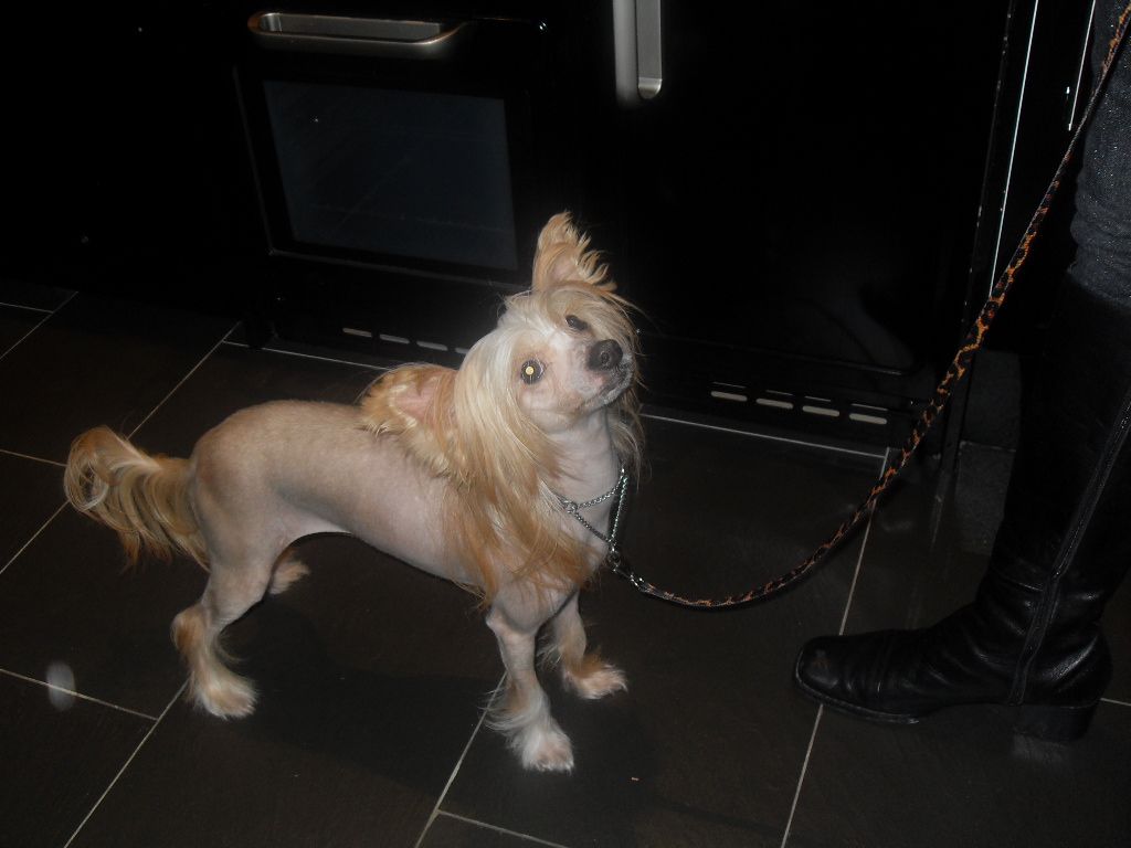 Dedarcy Repeat P.scription