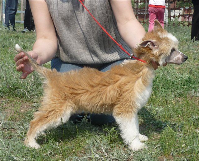 Yumoreska ot Volnogo Psa