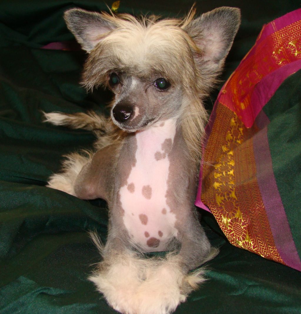 Dynasty's Br Hannah Montana