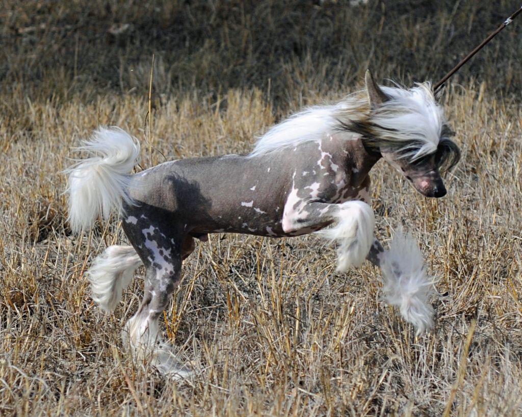 4-Reil-n-vogue Razzle Dazzle