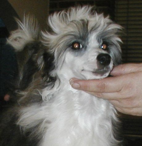 Hoolahop Top Model De Rama