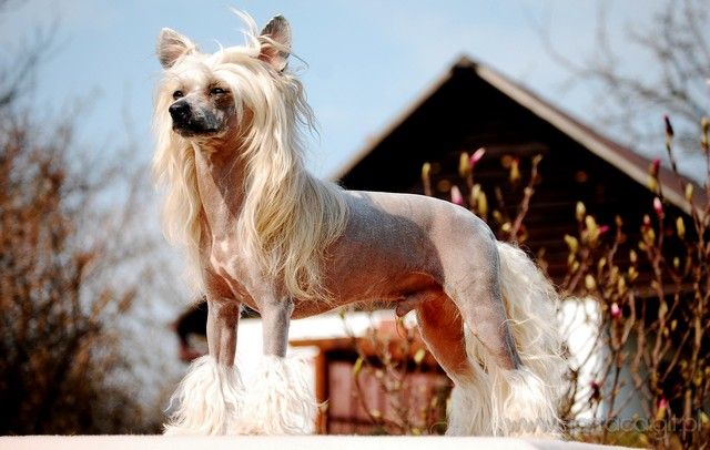 Bruno Banani Gattaca