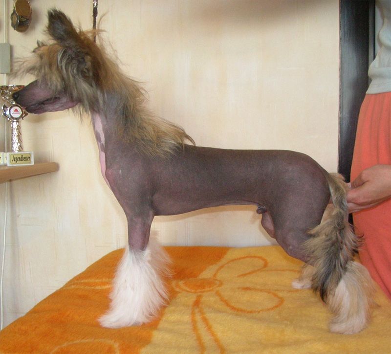 Bellus Vita Rose of Silesia