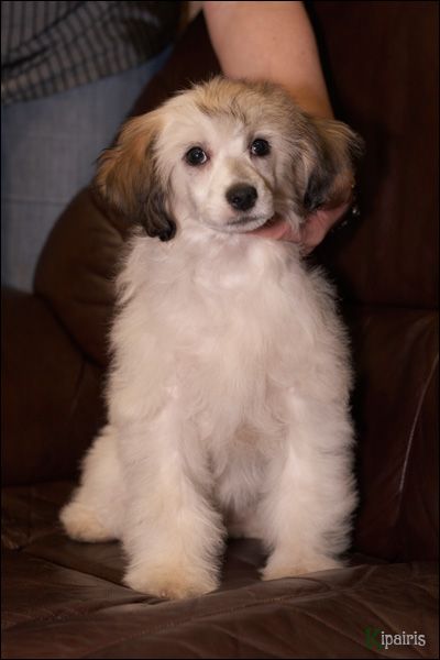 Mashama Mazi Rus Chaniya