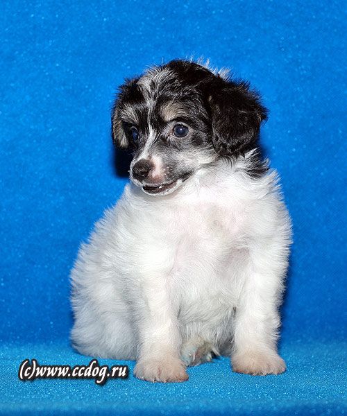 LoveMagic Vanden Plas