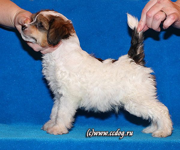 LoveMagic Gilded Knight