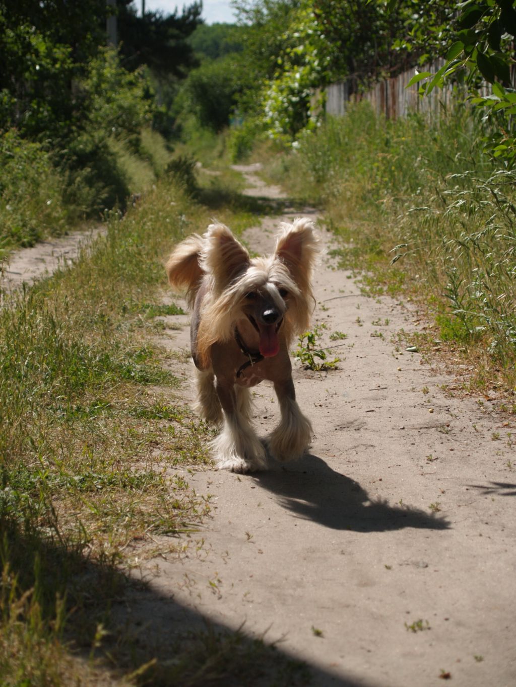 Yubiley ot Volnogo Psa