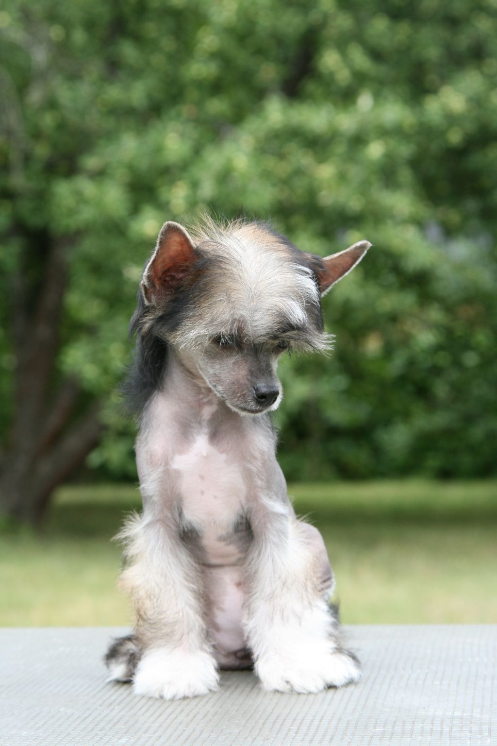 Havroshechka Kroshechka ot Volnogo Psa