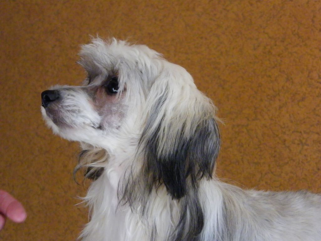 Flamenko Zhguchaja Strast'