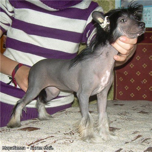 Mirabella - Angel Moi