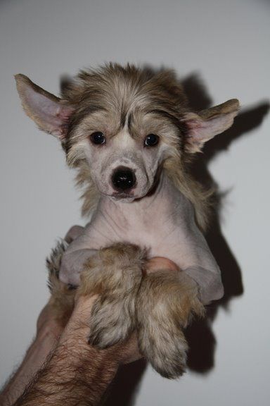 Alessandro Lovely Jewel