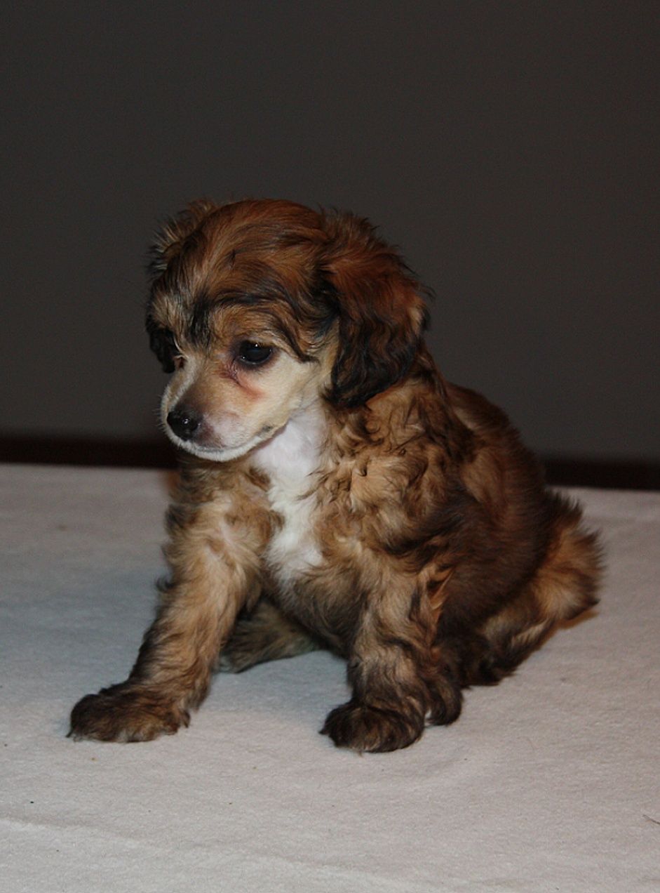 Annabel Lee Lovely Jewel