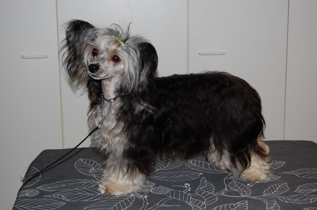 Magic's Mystic Imonetuffcookie