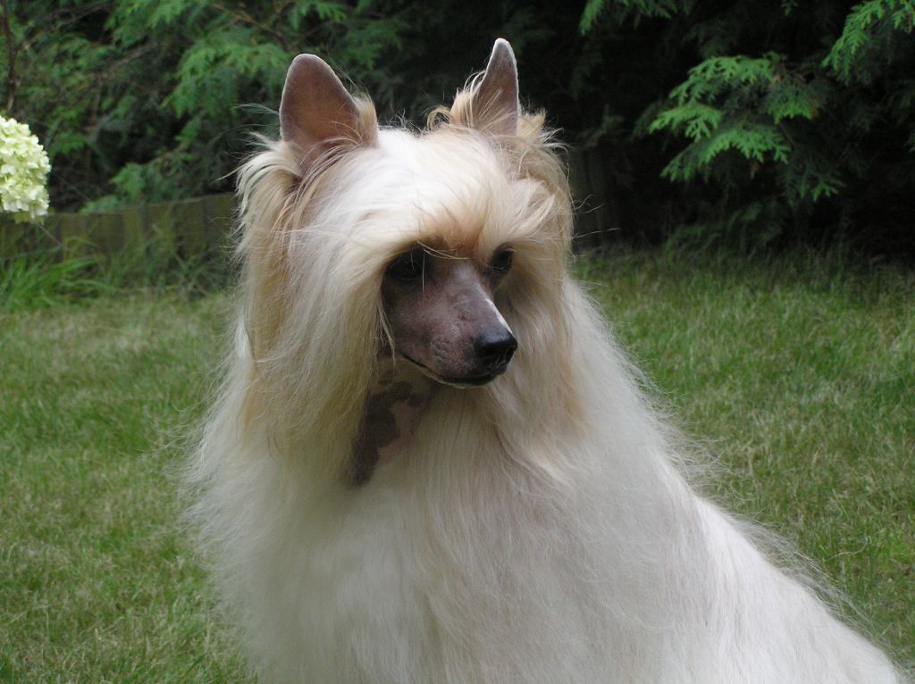 Atrakcyjny Uwodziciel Innowacja