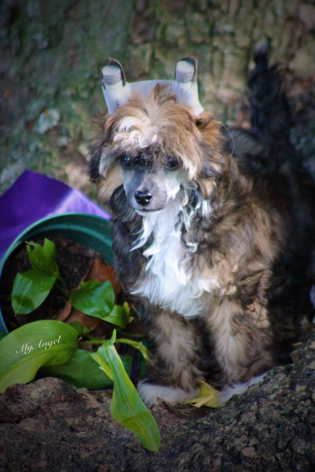 MyAngel-Chloe n Cristall is 5 O'clock Somewhere