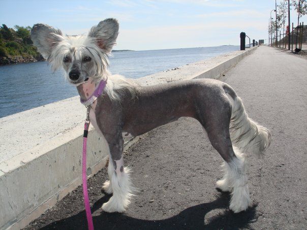 Angelsteps A Little Cruella De Vil