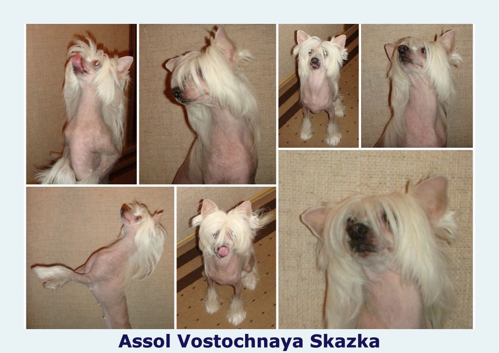 Assol Vostochnaya Skazka