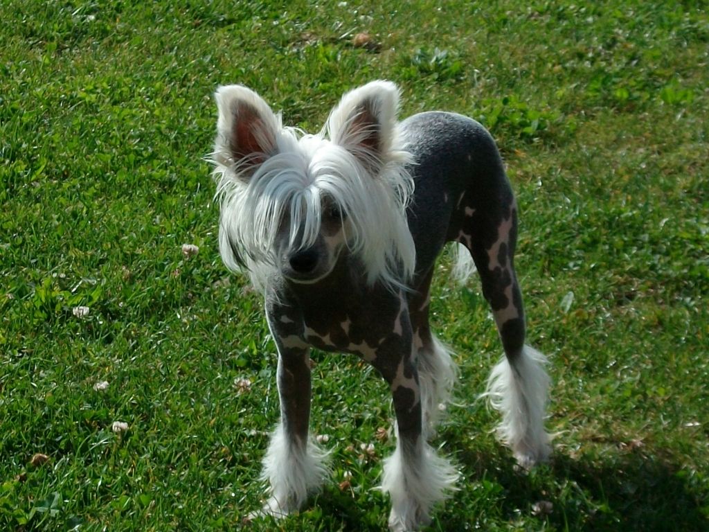 Oriental Jokes Escort Girl