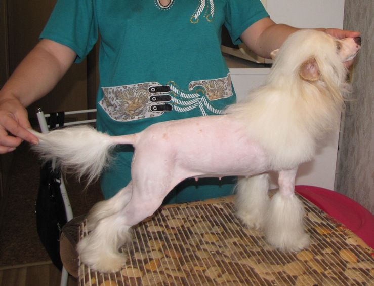 Naimuluna Line Melodi Spring