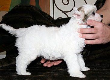 Moon Harbour Dancing  Queen