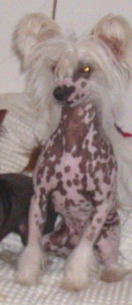 Show'NTells Calm Before Th' Storm HL