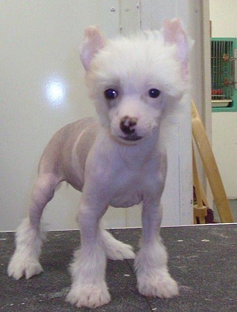 Show'NTells Laseys Tiny Bunny