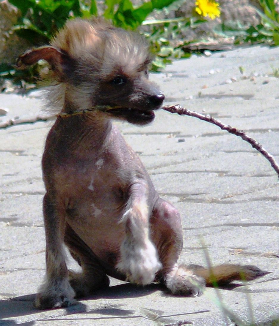 Fletcher Bos Bohemia