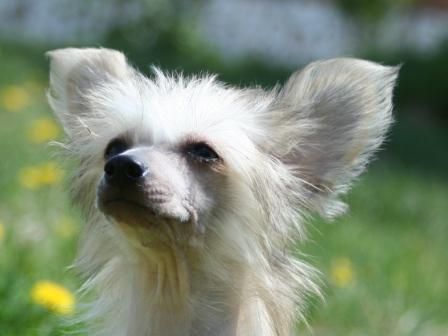 Ynna Apricot Nude from Khakasia