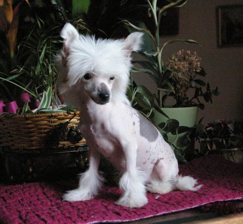 Oriental Jokes Estravaganza