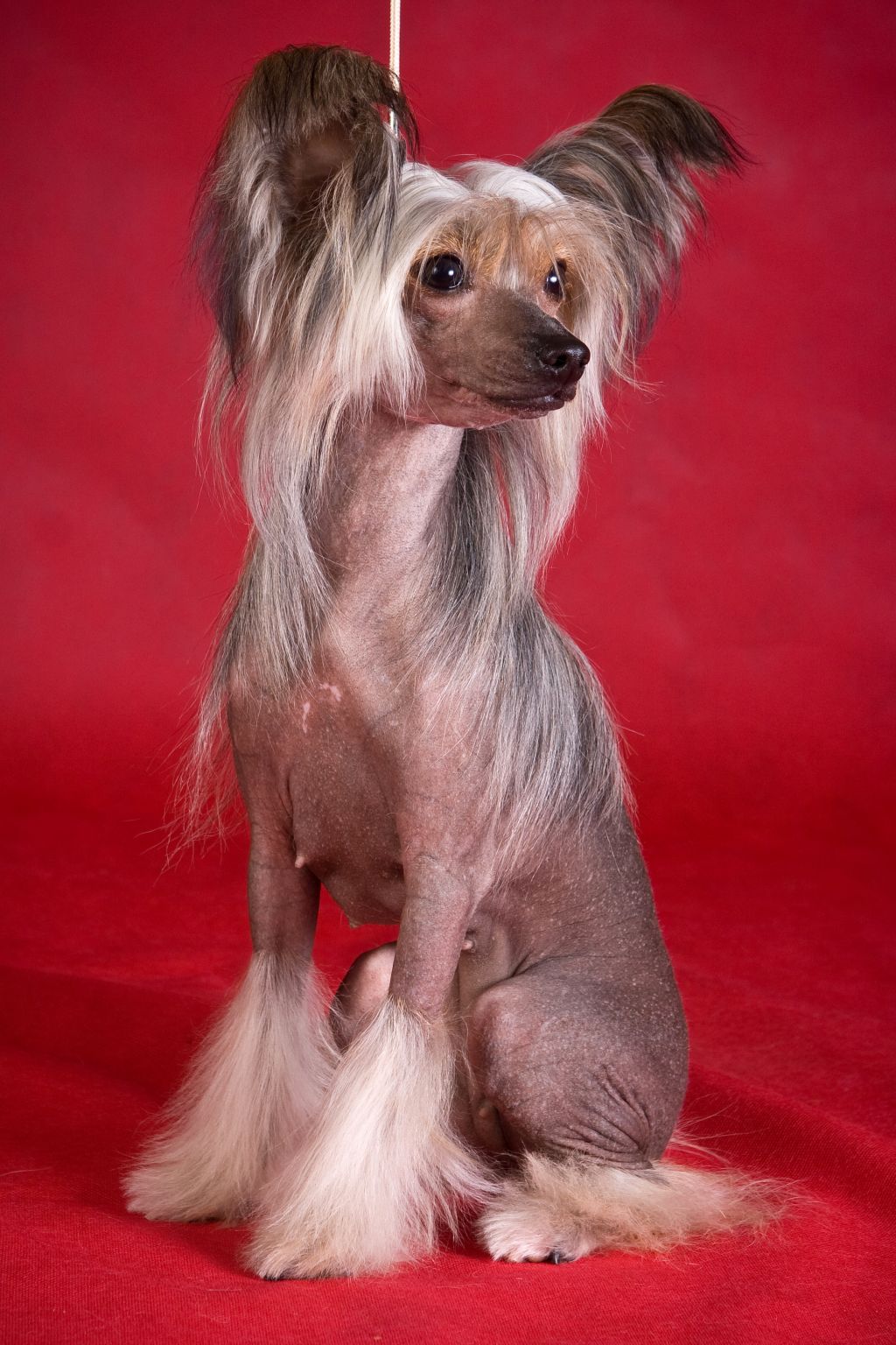 Fortuna Dogland Happy