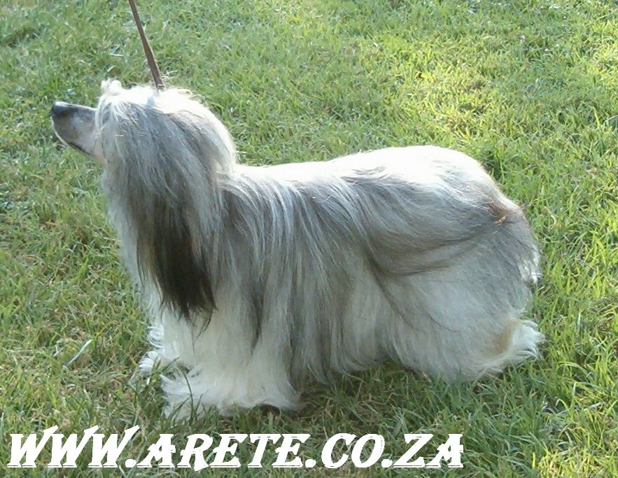 Aurispa Kopper Kettle