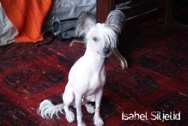 Lovely Dream's Greatest Of Them All