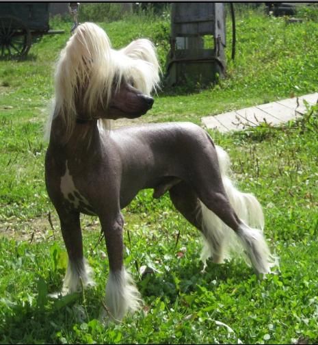 Beare Amor Rose of Silesia