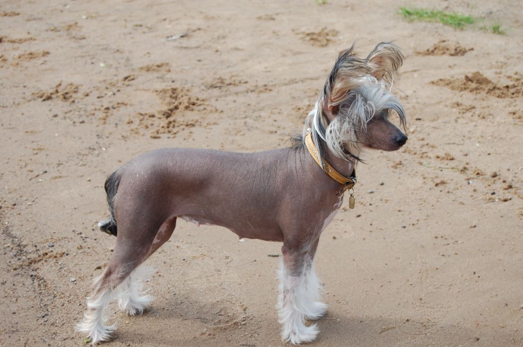 True Magnifisen Tu Chaina Dzhedai