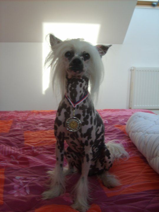 Aljoscha z Úpatí hor