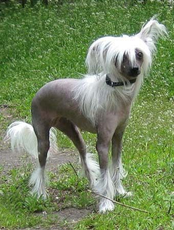 Syuzanna so dvora Rudchenko