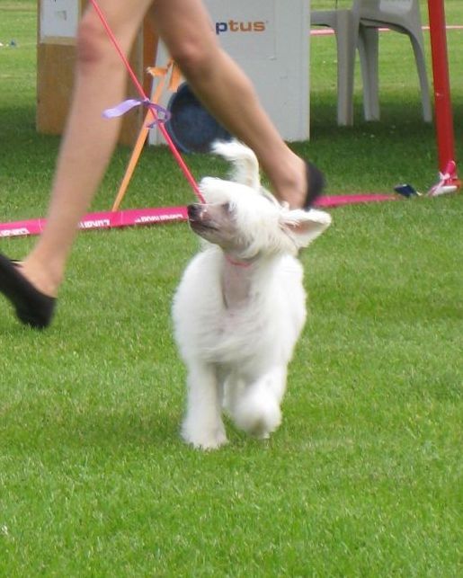 Tapi-Tapi Emotional Guineapig