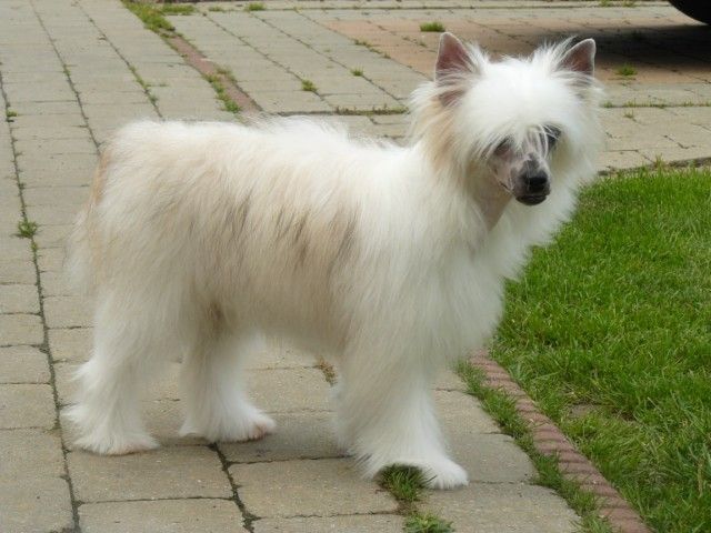 Heloise Little Champs